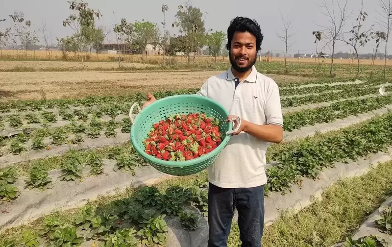 Navin Mohan Rajbanshi ki strawberry ki kheti