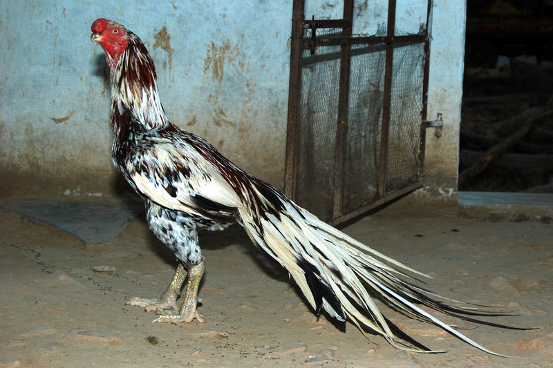 Asil chicken in hindi